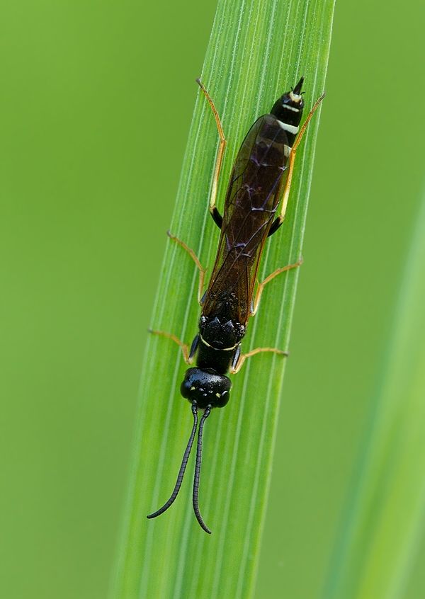 Hartigia xanthostoma