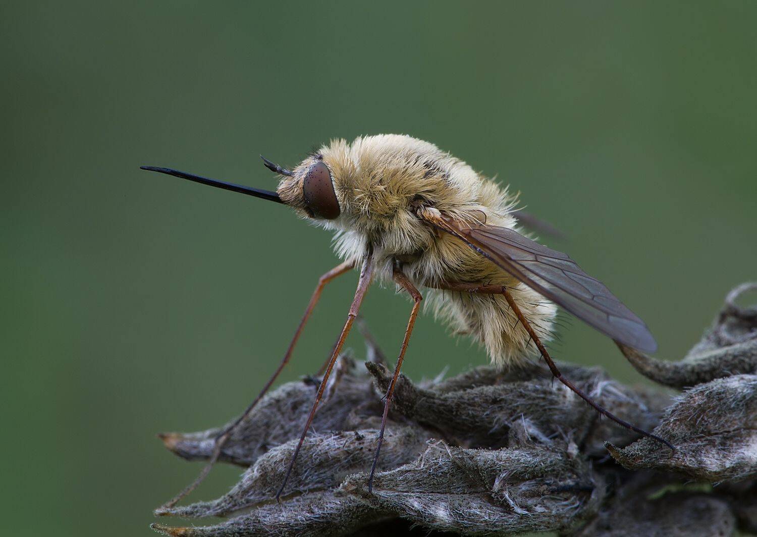 Bombylius canescens