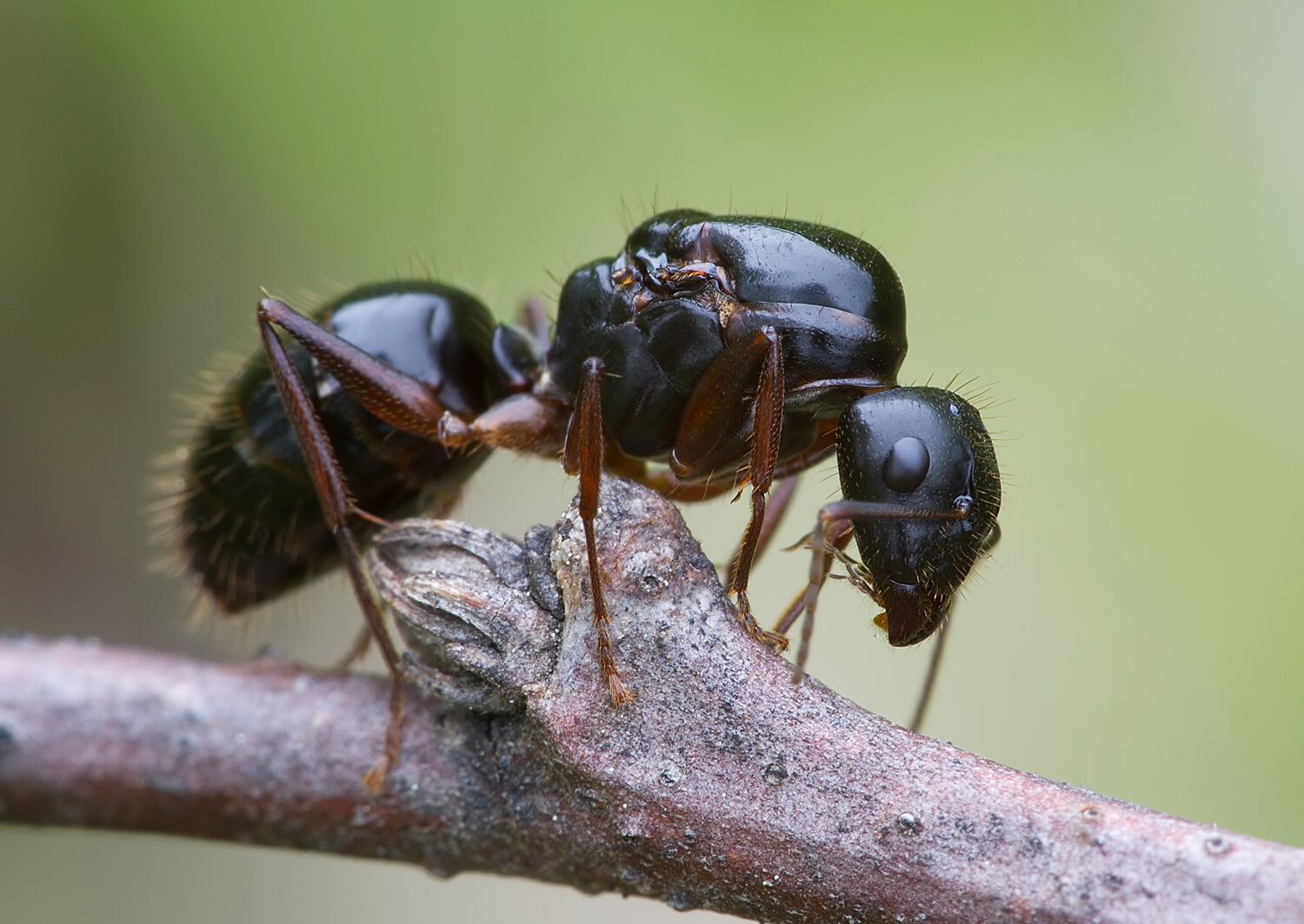 Camponotus ligniperdus - queen