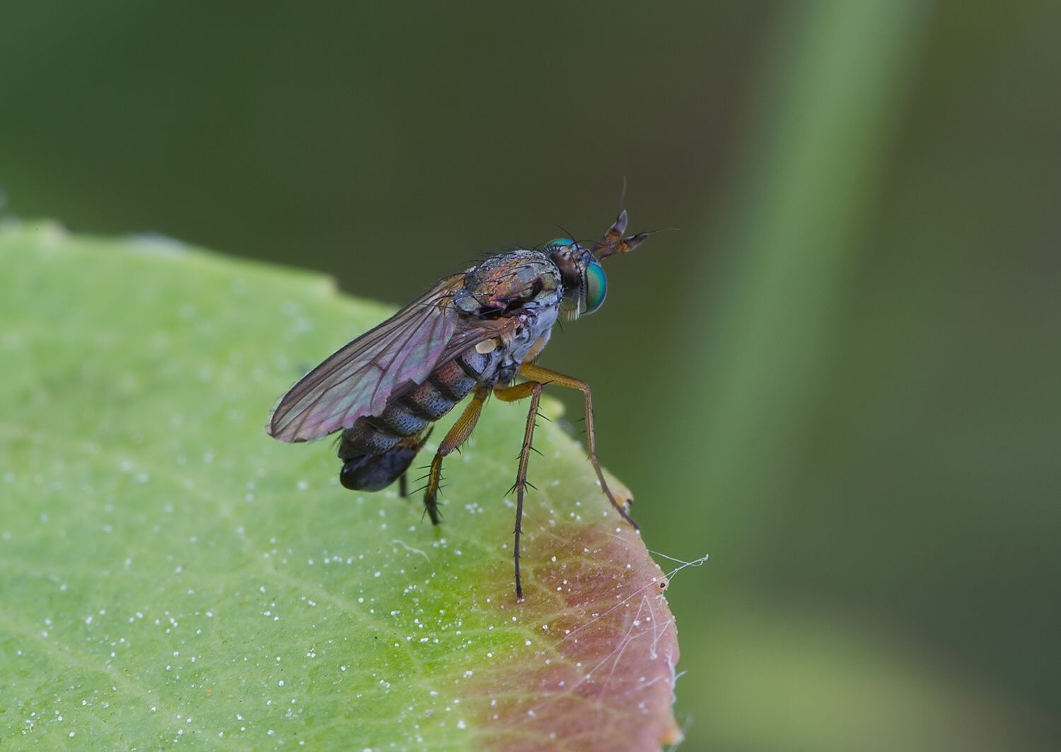 Dolichopus signifer cf.