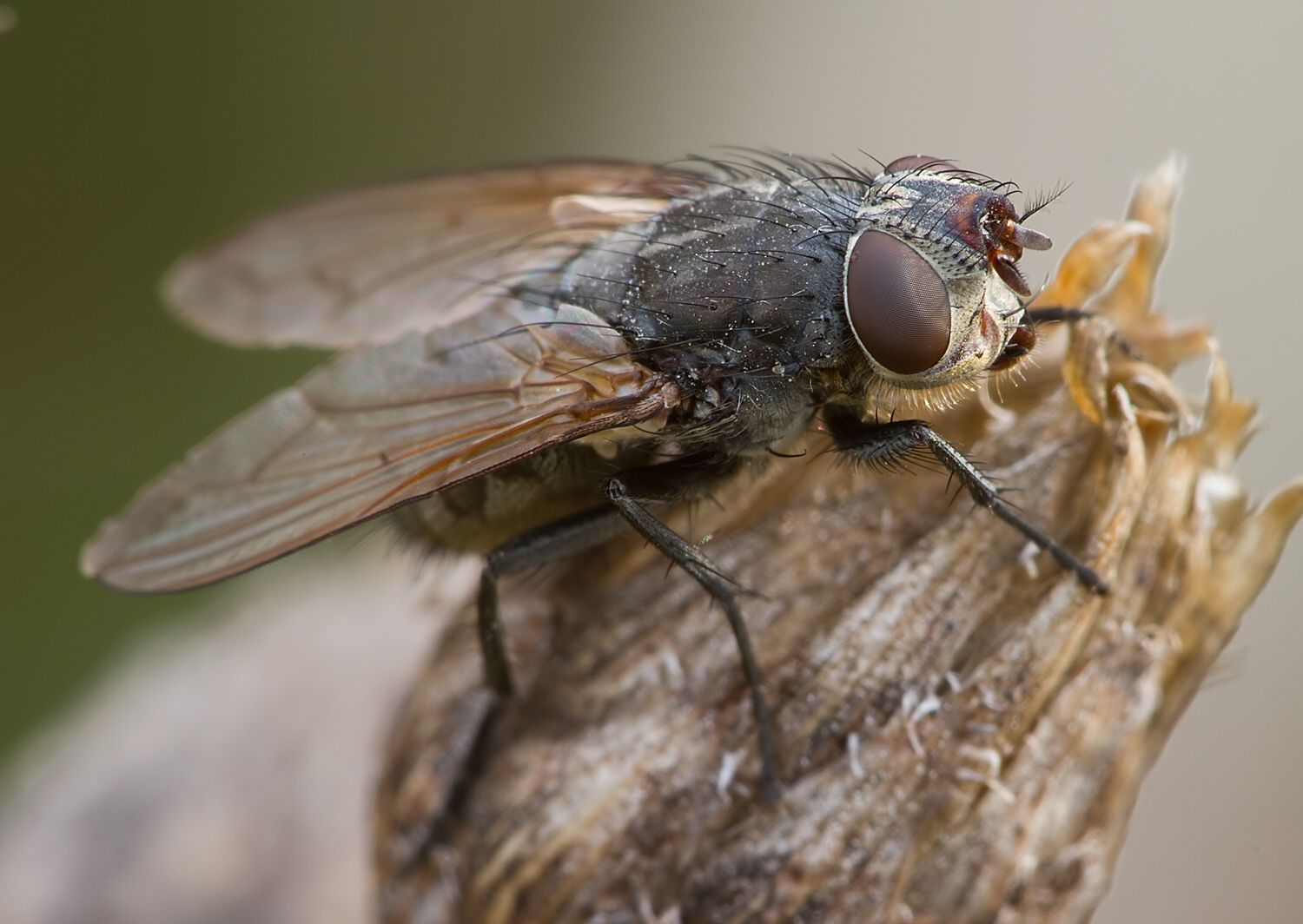 Musca domestica