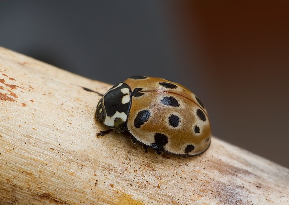 Anatis ocellata