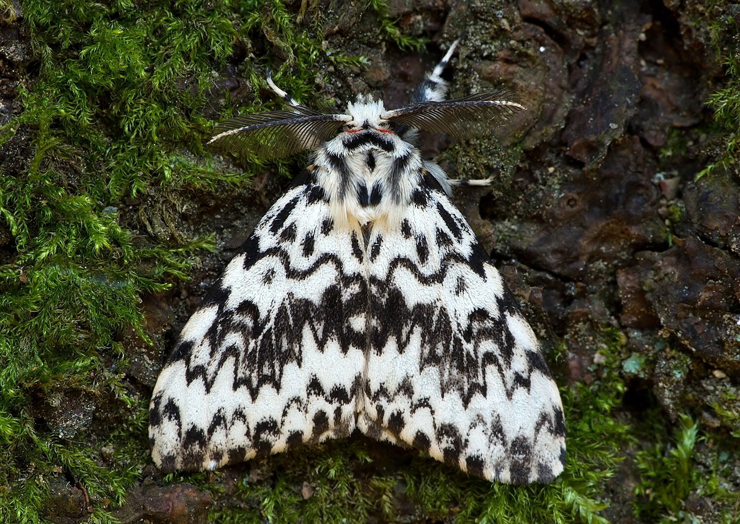 Lymantria monacha