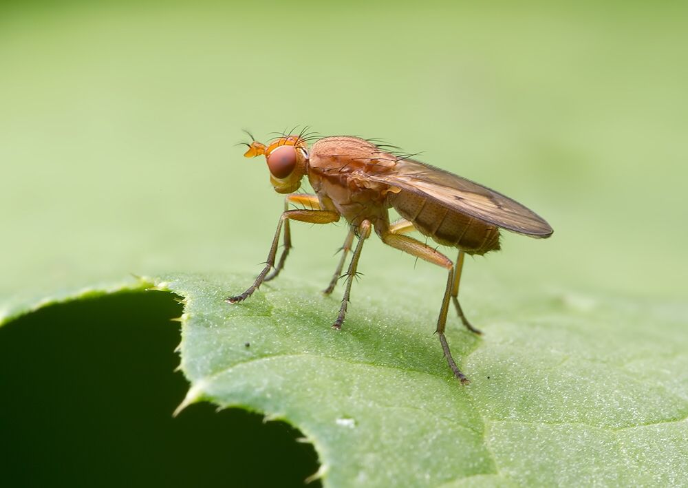 Tetanocera arrogans