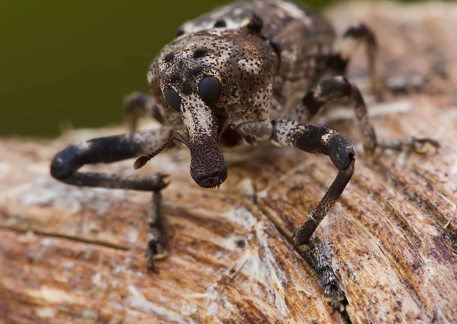Gasterocercus depressirostris