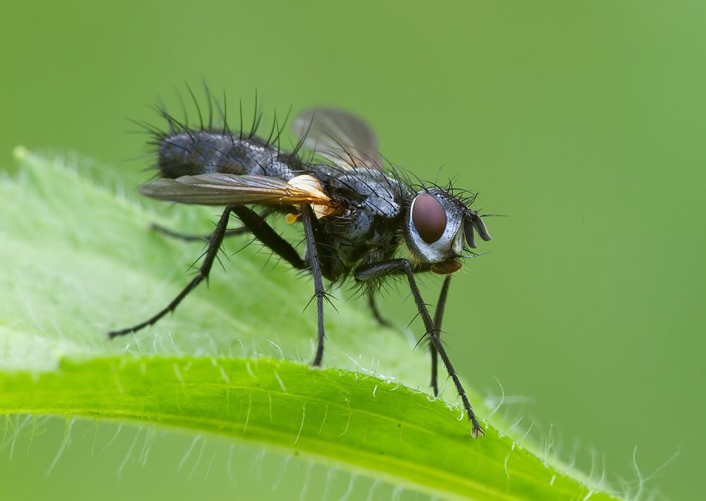 Gastrolepta anthracina