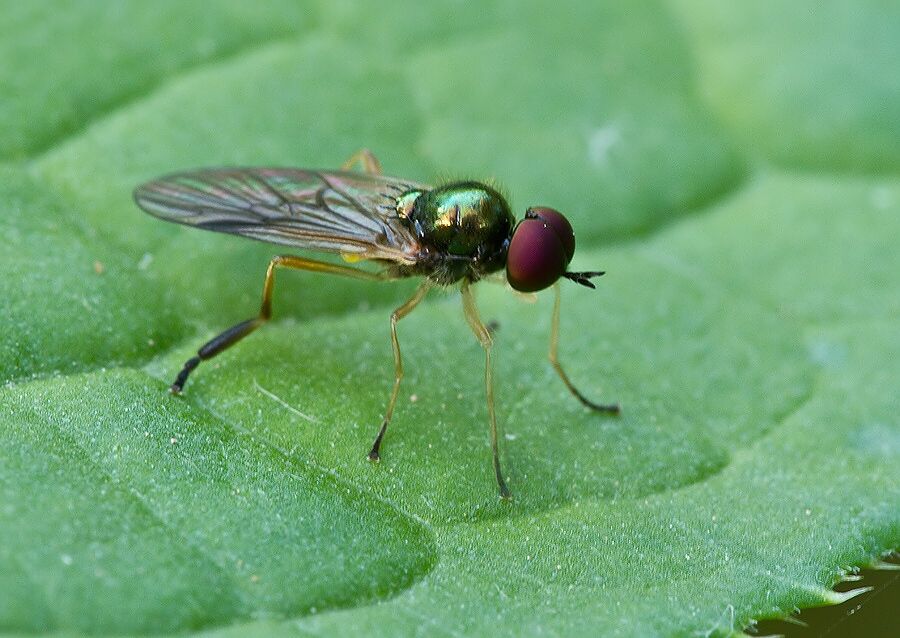 Beris morrisii