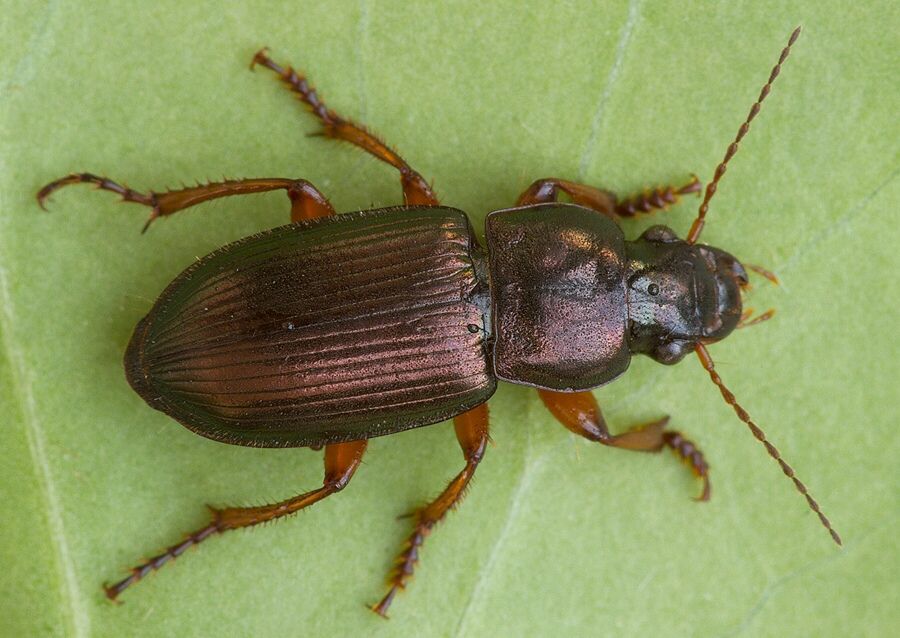 Harpalus affinis