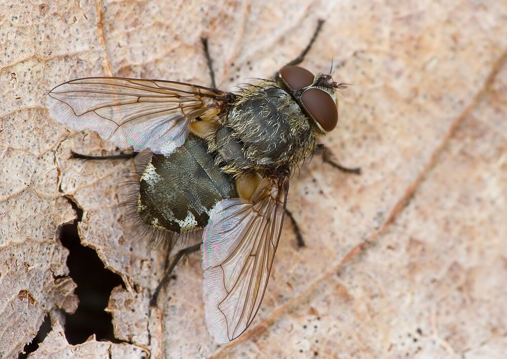 Pollenia griseotomentosa