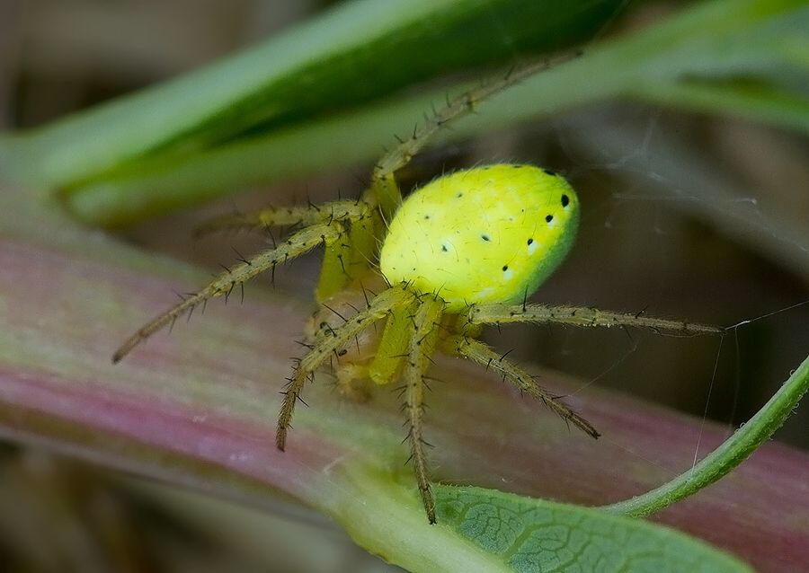 Araniella cucurbitina
