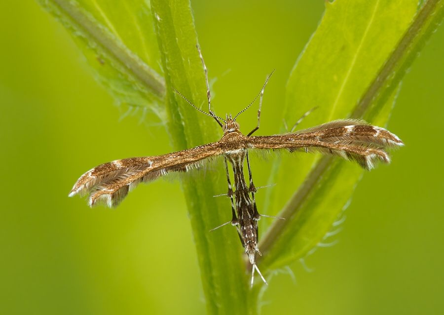 Oxyptilus chrysodactyla