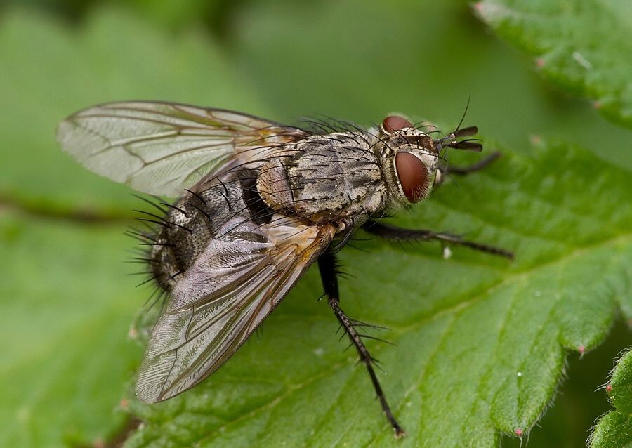 Parasetigena silvestris