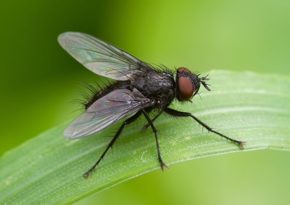 Oebalia minuta
