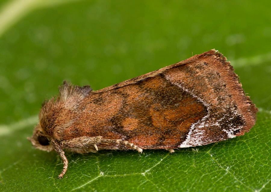 Cosmia pyralina