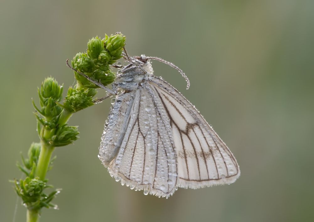 Siona lineata