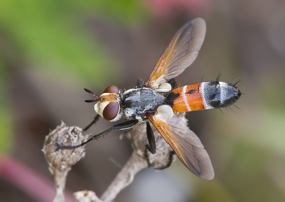 Cylindromyia brassicaria