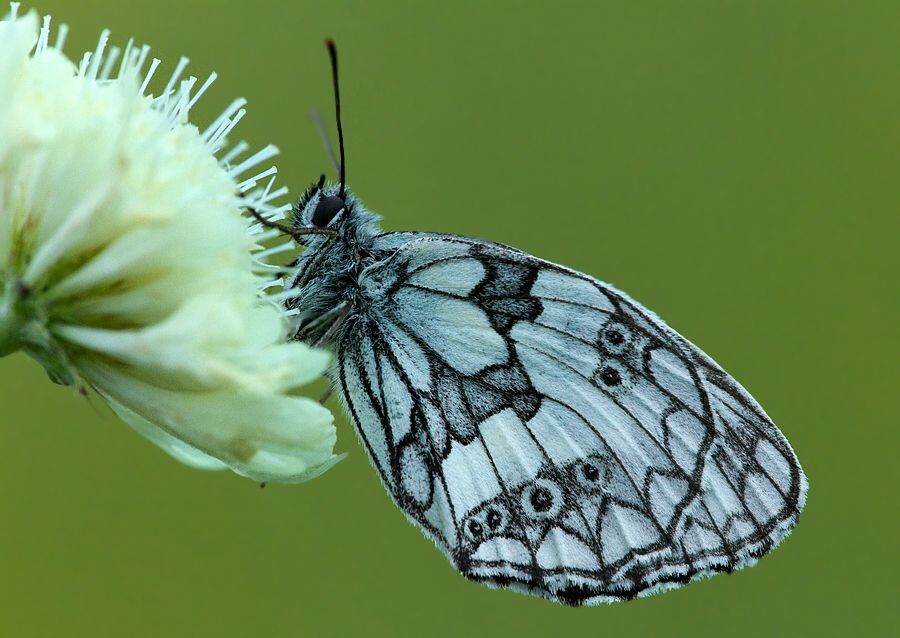 Melanargia galathea