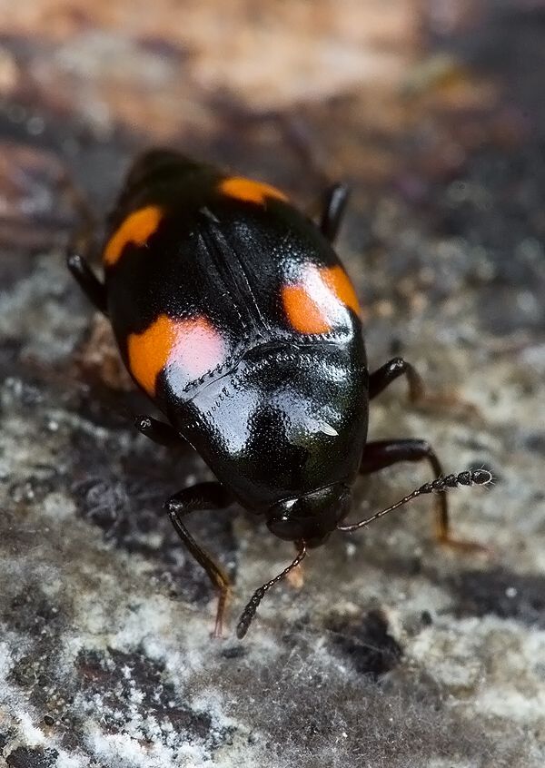 Scaphidium quadrimaculatum