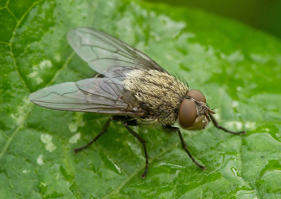 Pollenia griseotomentosa