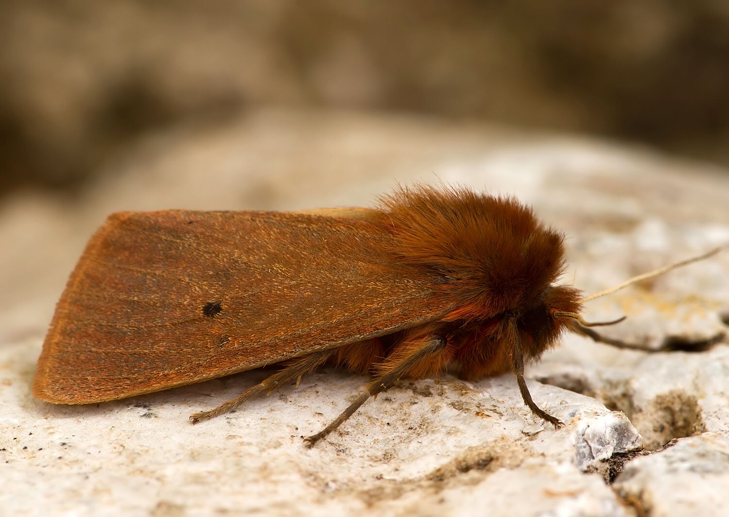 Phragmatobia fuliginosa