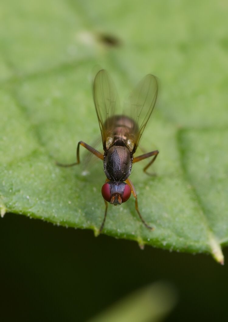 Nemopoda nitidula