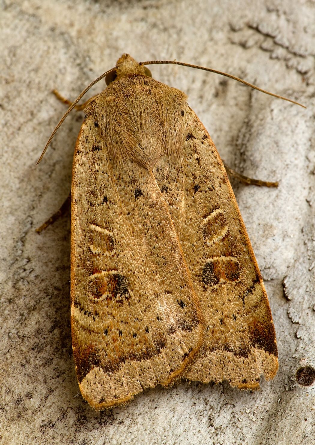 Noctua interposita