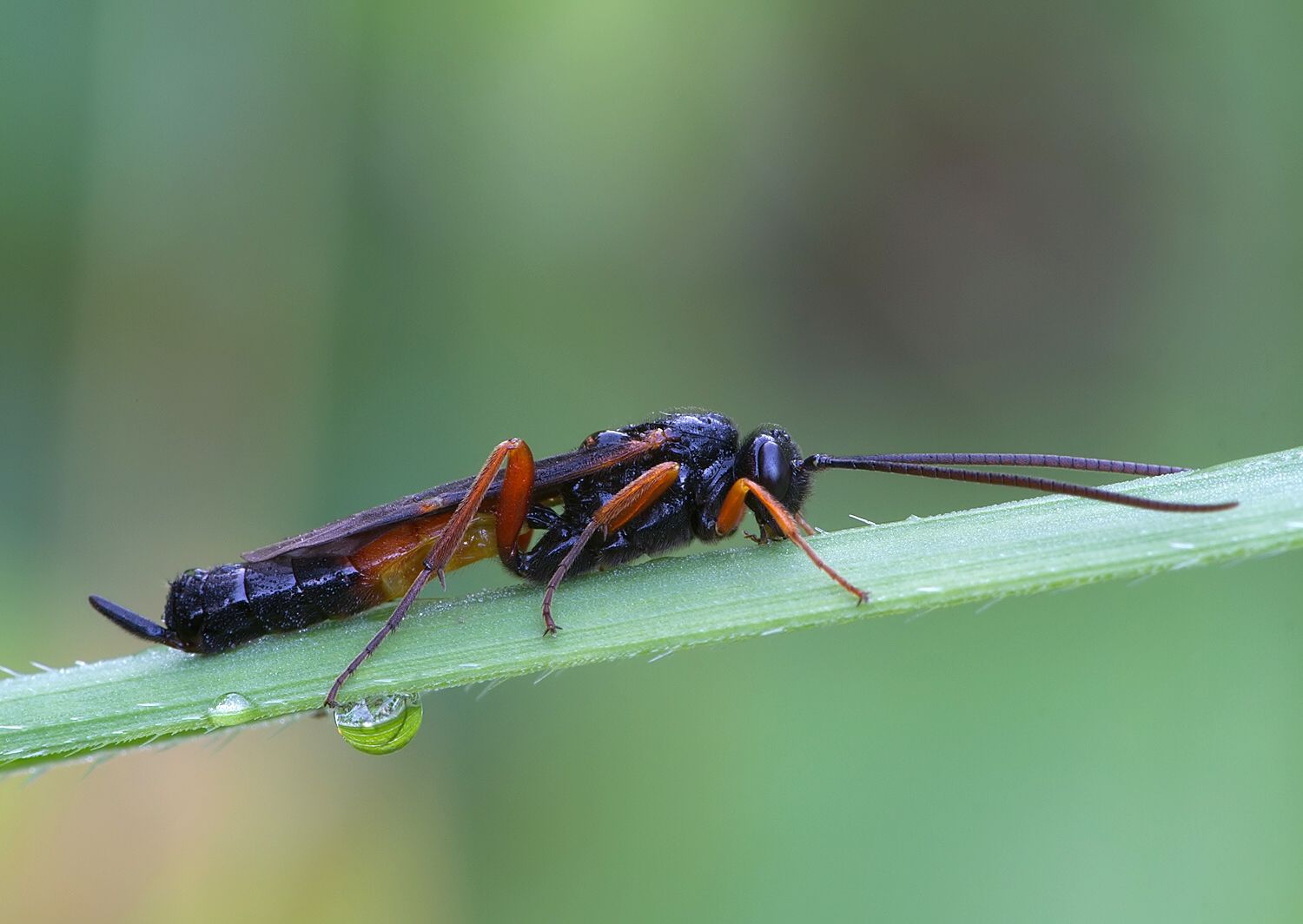 Pseudoamblyteles homocerus cf.