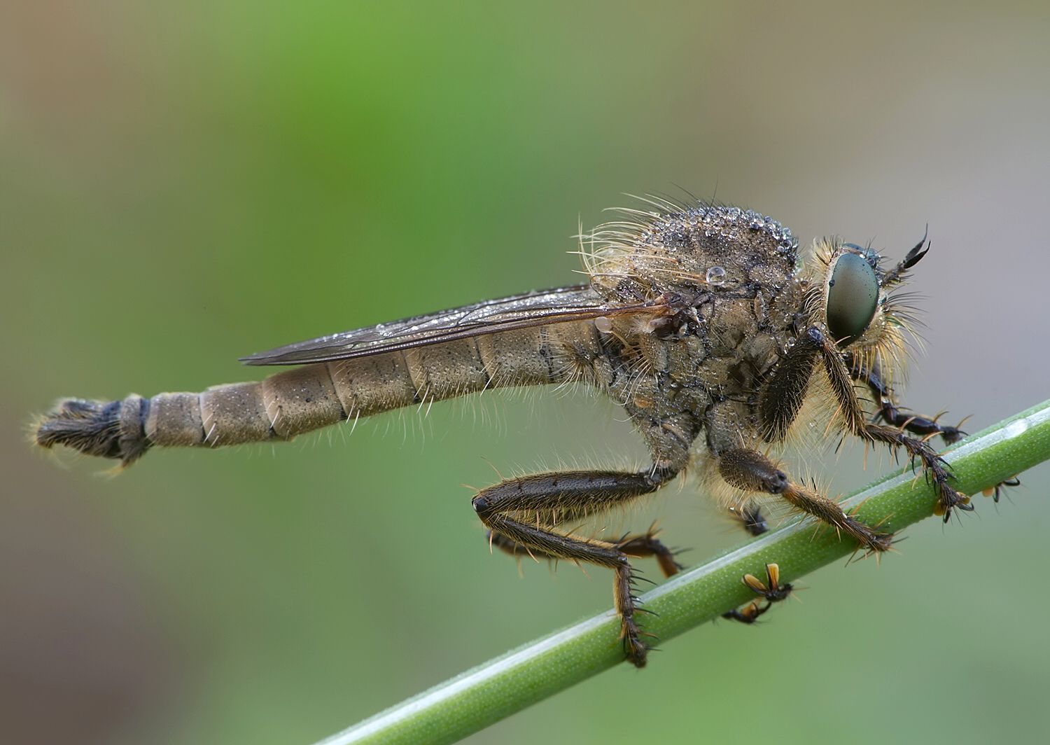 Machimus setibarbus