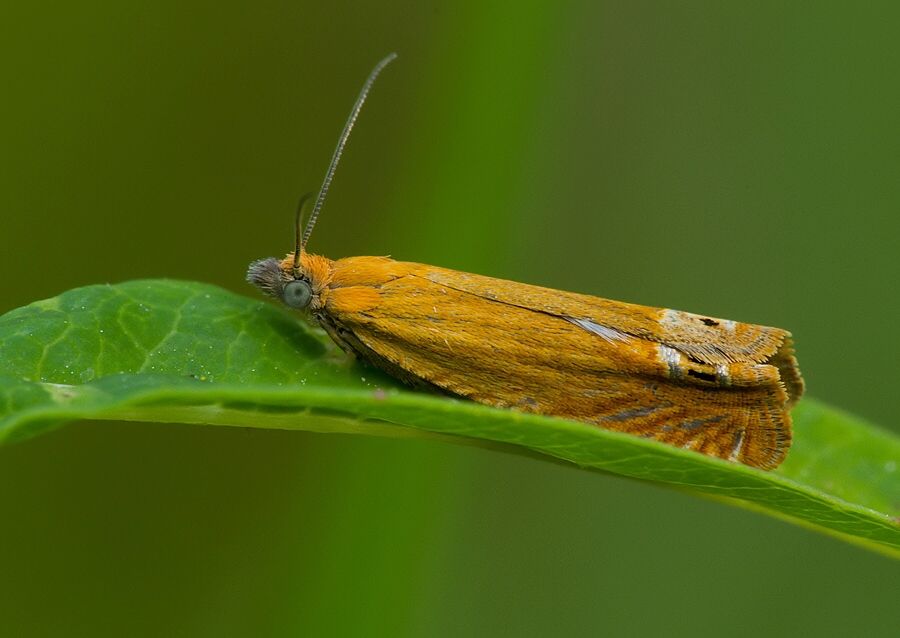 Lathronympha strigana