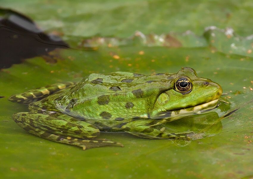 Pelophylax kl. esculenta