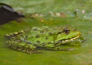 Pelophylax kl. esculenta