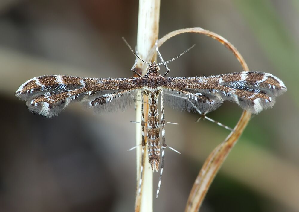 Capperia celeusi