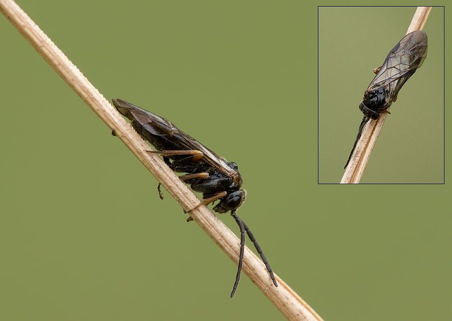 Fenusa dohrnii