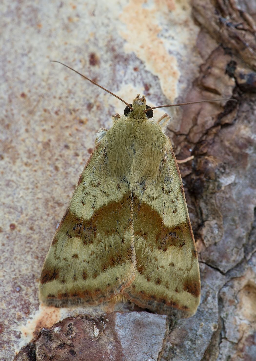 Heliothis viriplaca