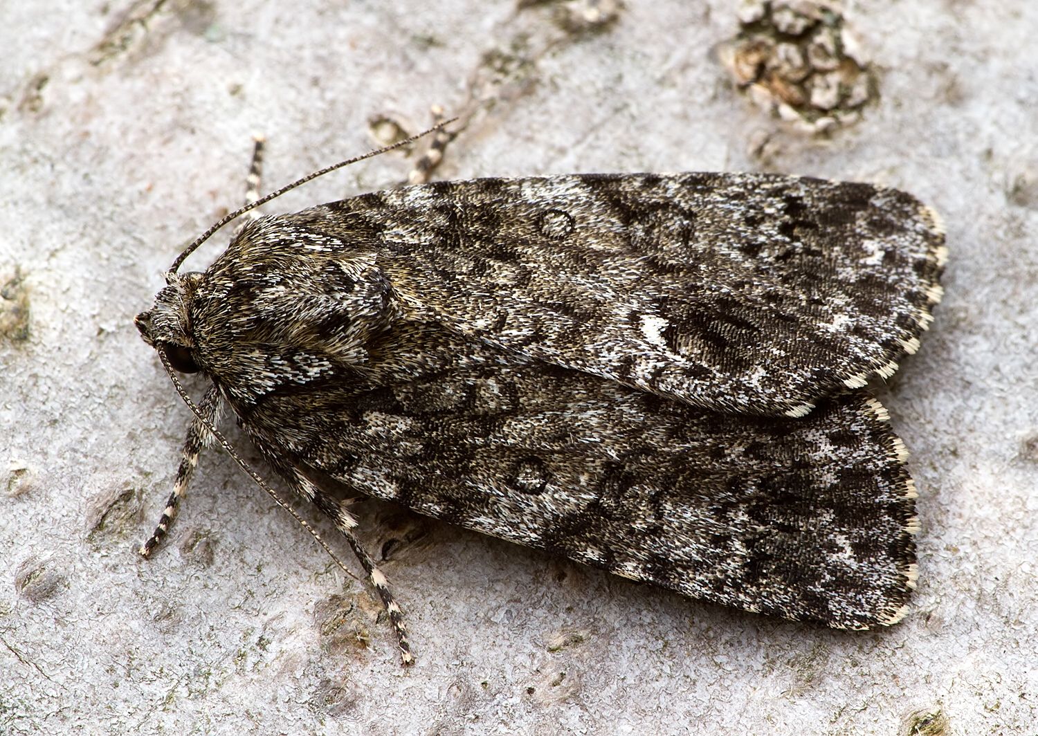 Acronicta rumicis