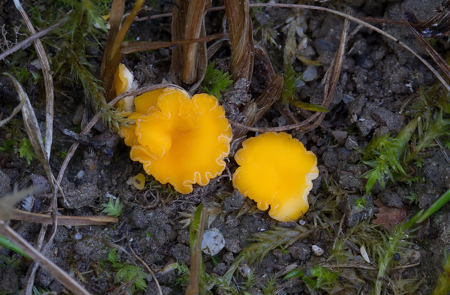 Phaeohelotium terrestre