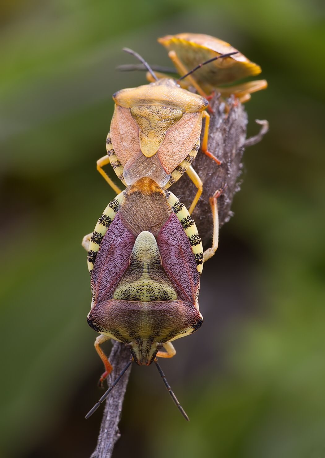 Carpocoris pudicus