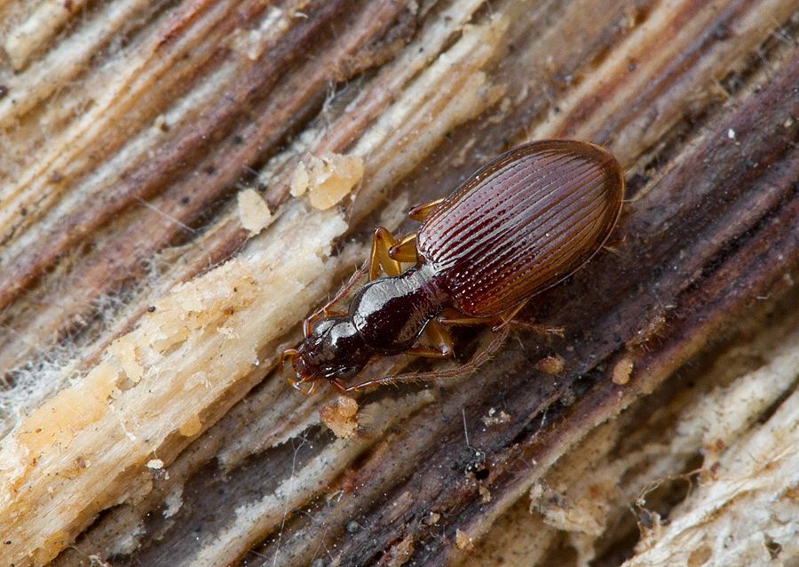 Oxypselaphus obscurus