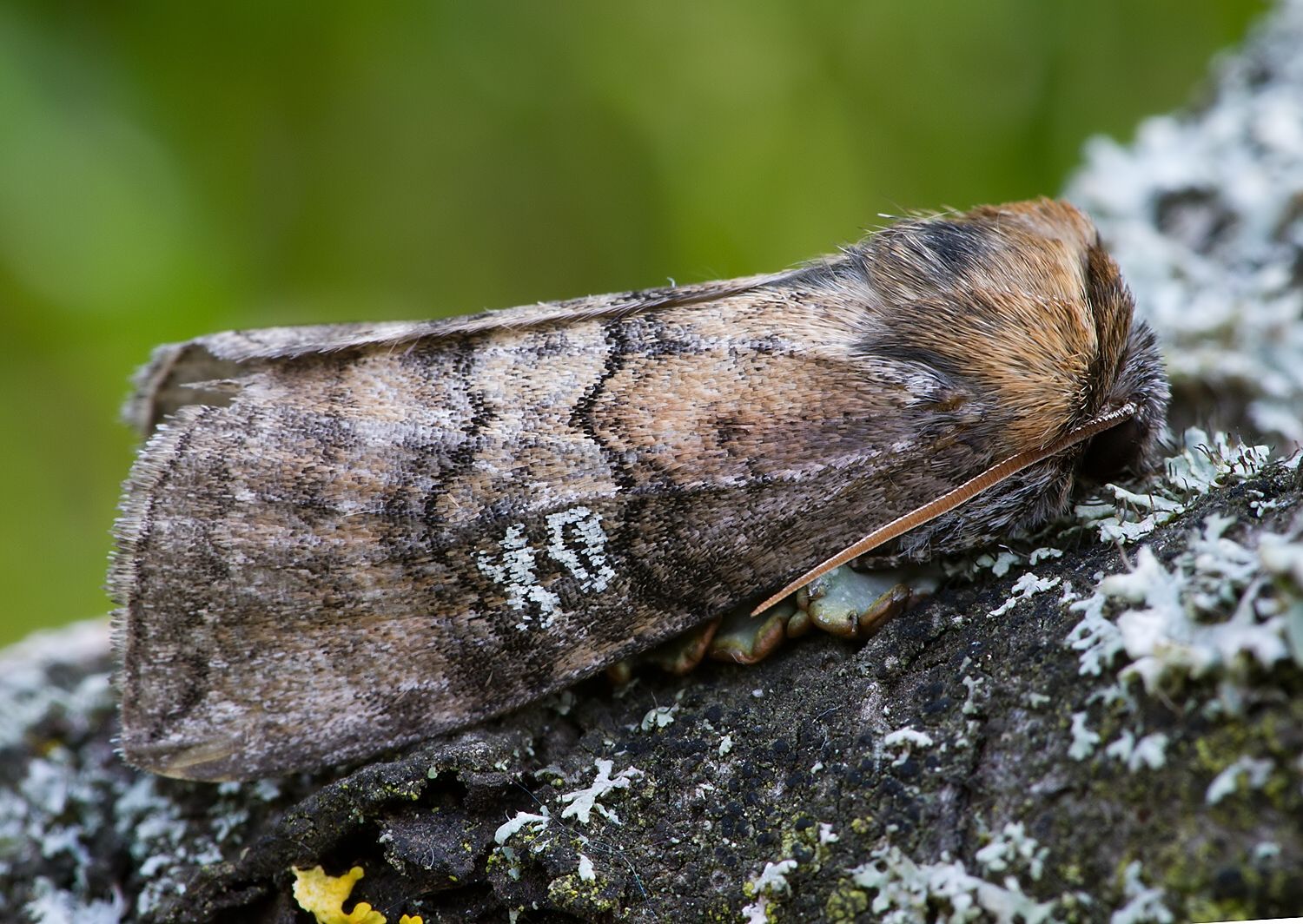 Tethea ocularis
