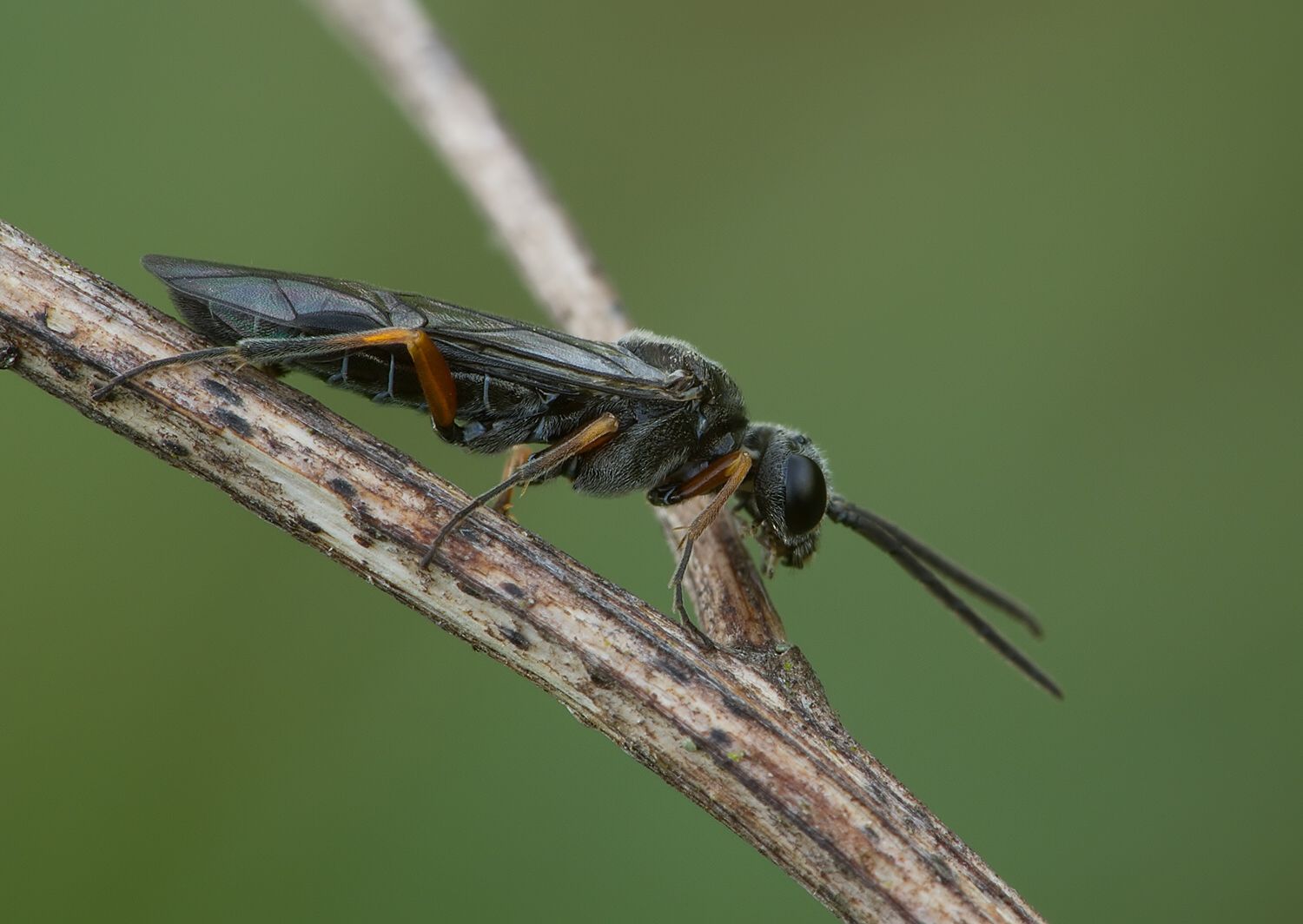 Dolerus puncticollis