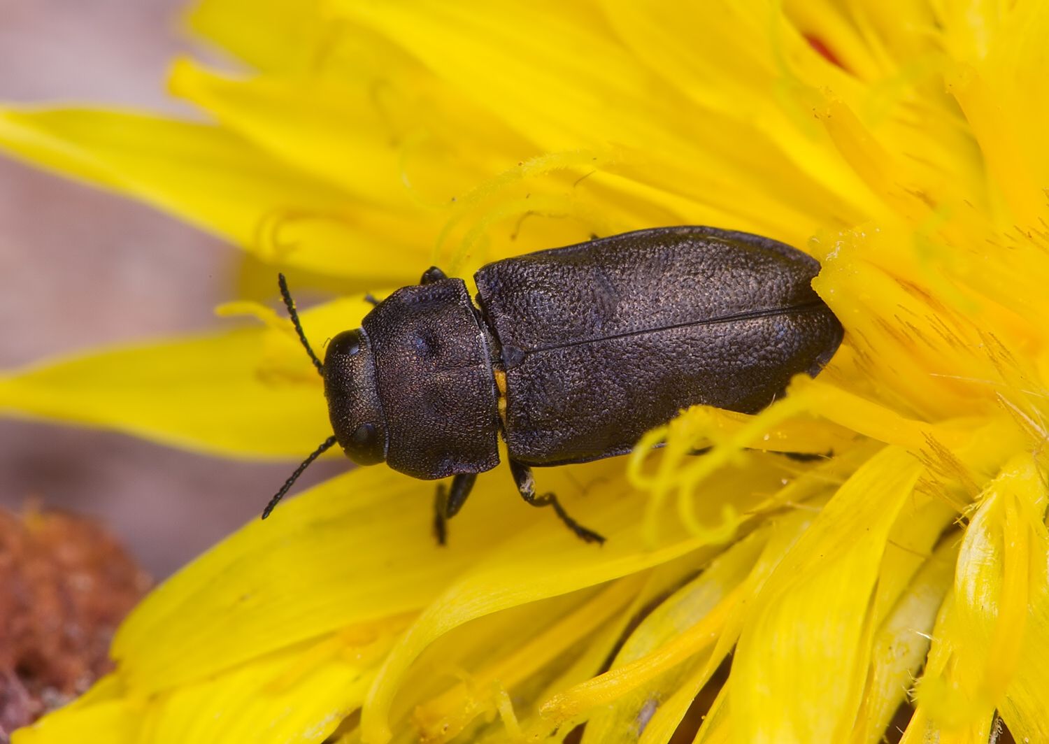 Anthaxia quadripunctata