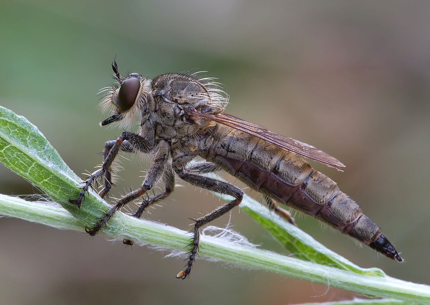 Machimus rusticus