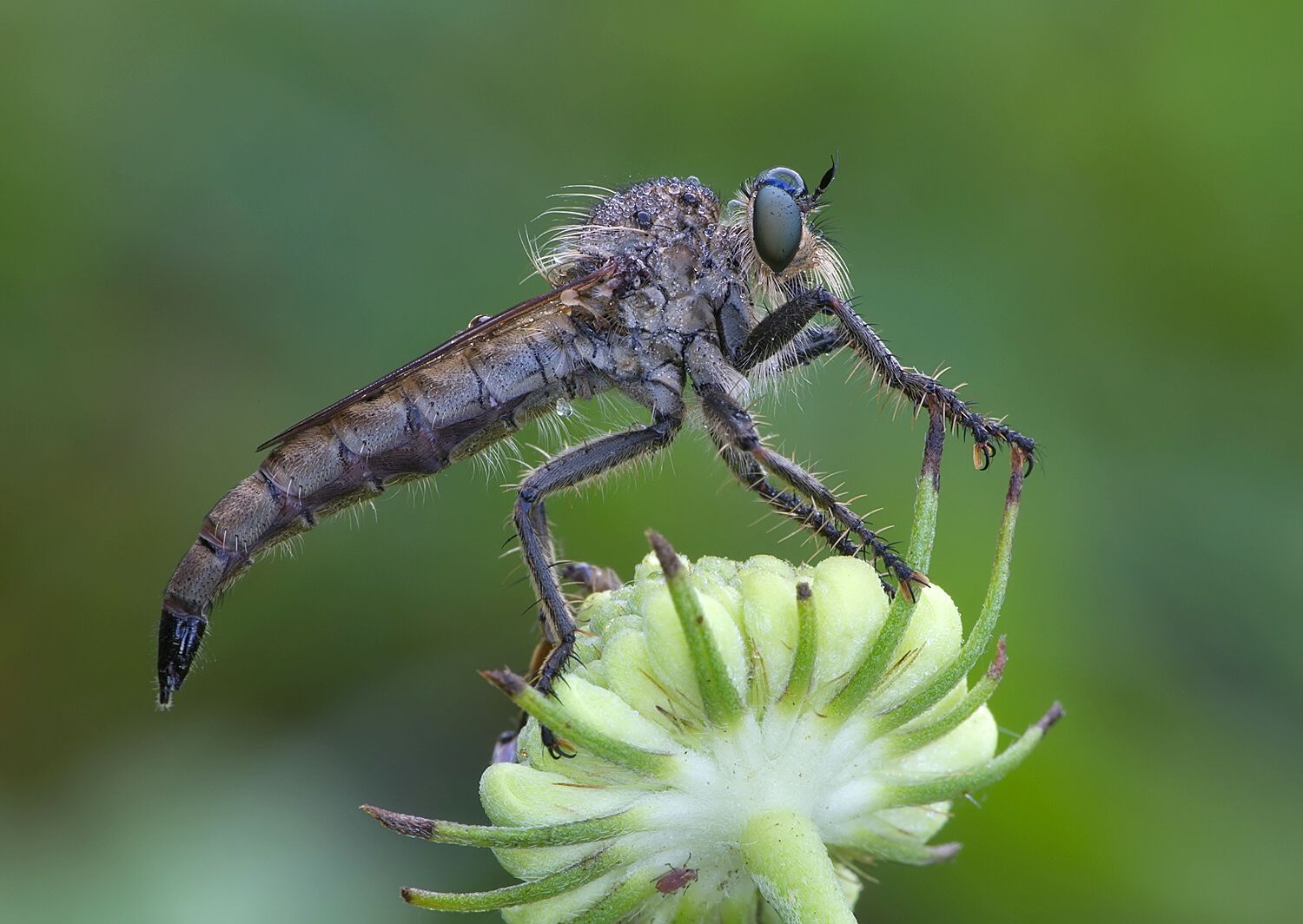 Eutolmus rufibarbis