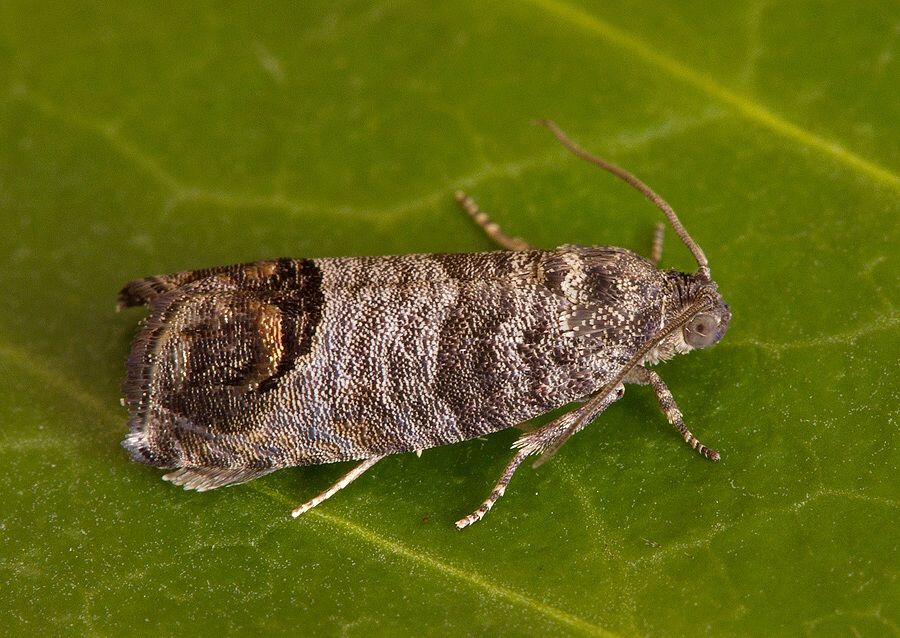 Cydia pomonella