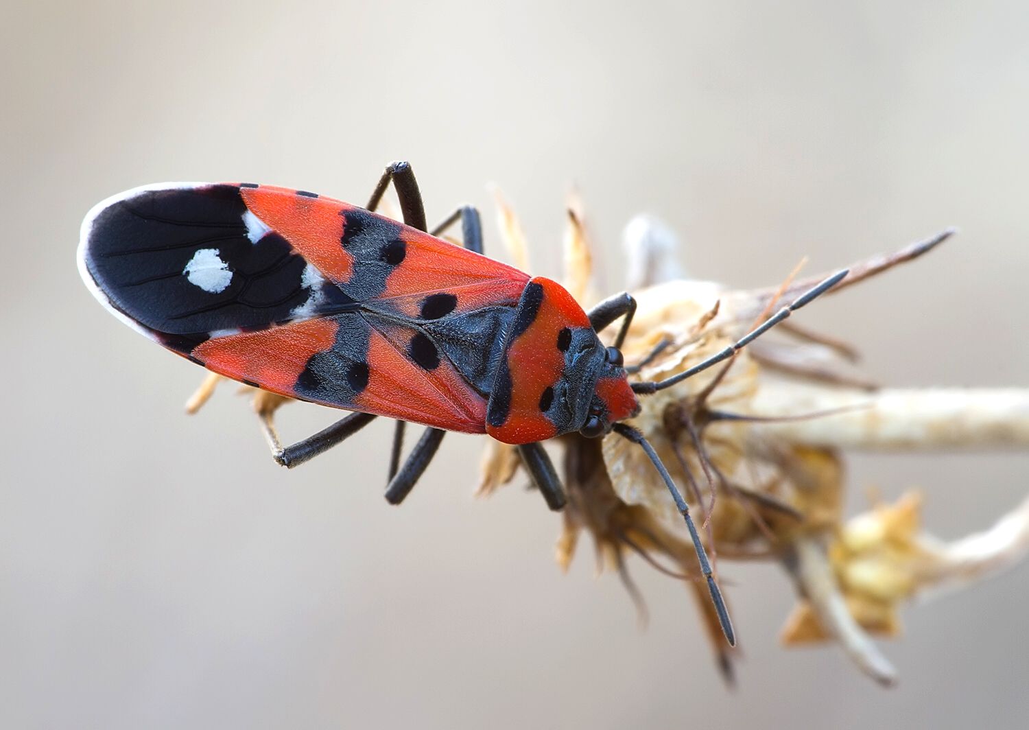 Lygaeus equestris
