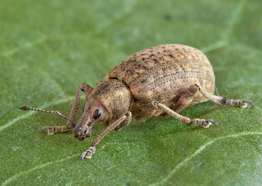 Liophloeus tessulatus