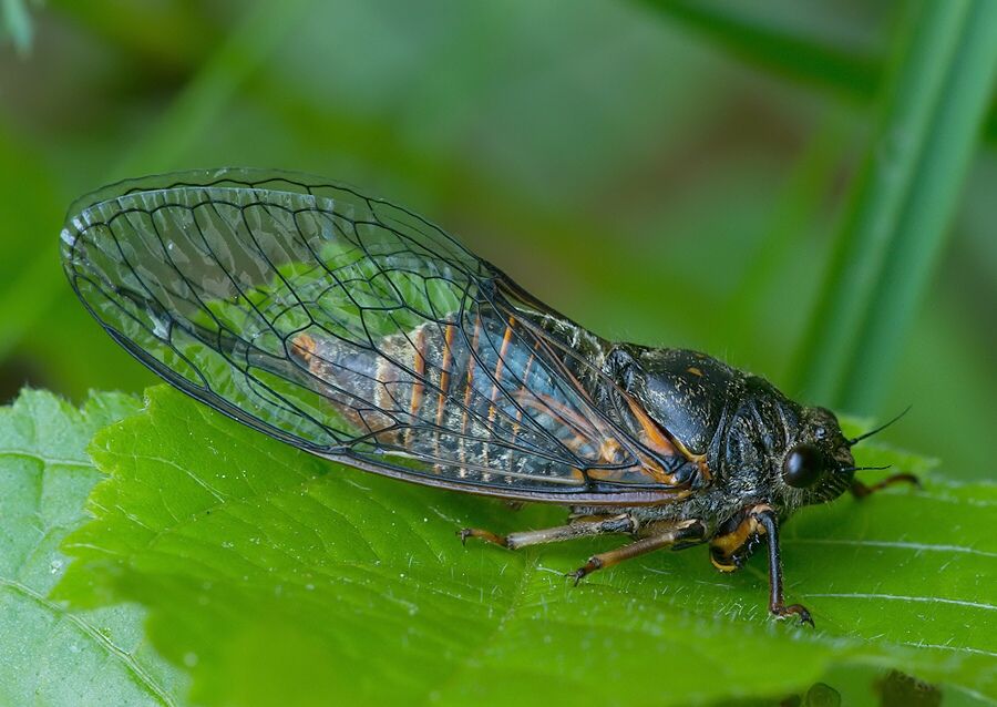 Cicadetta montana