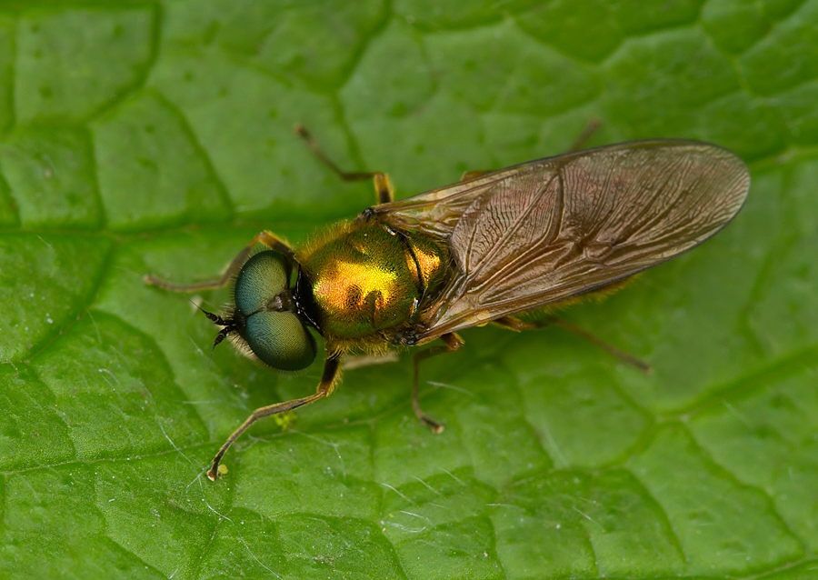 Chloromyia formosa