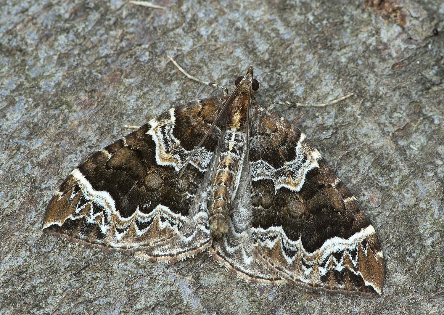 Ecliptopera silaceata