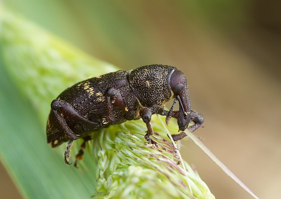 Hylobius abietis